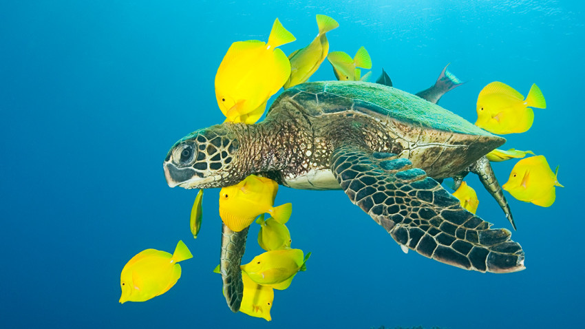 This is a photo of a large sea turtle surrounded by a school of flat bright yellow fish in a bright blue body of water. Many of the fish are nibbling on the nutrients on the turtles shell.