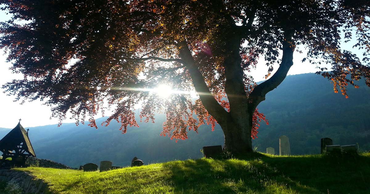 A tree stands tall and strong over an old cemetery at the top of a hill, while the sun shines through the branches.